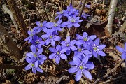 91 Hepatica nobilis viola